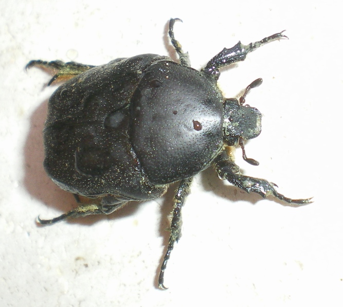 Protaetia (Netocia) morio